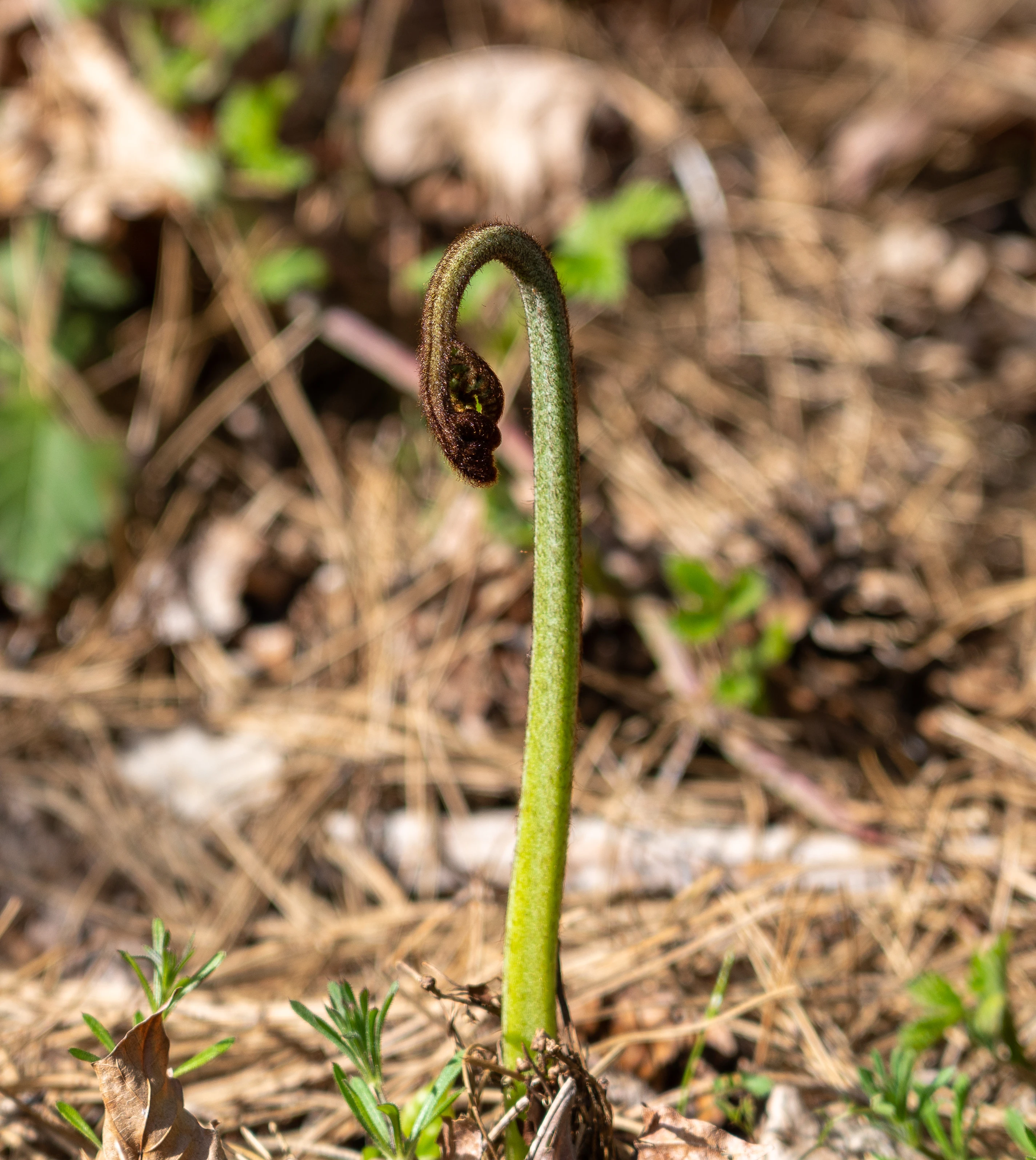A fern tendril coils up from the ground